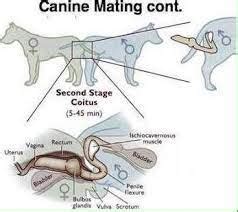 male dog knot|What Is A Dog Knot